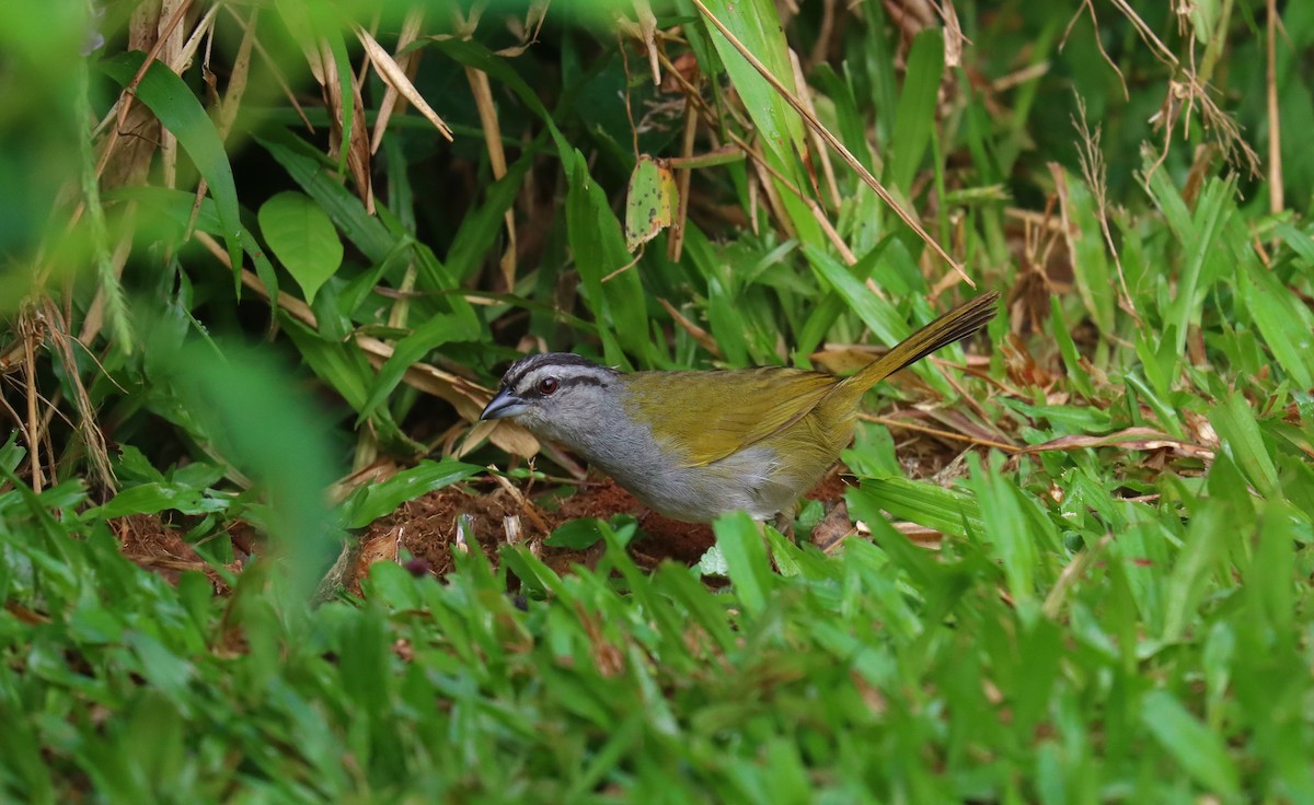 Cerquero Negrilistado - ML644774627