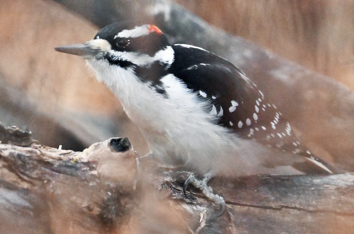 Pico Velloso - ML644774629