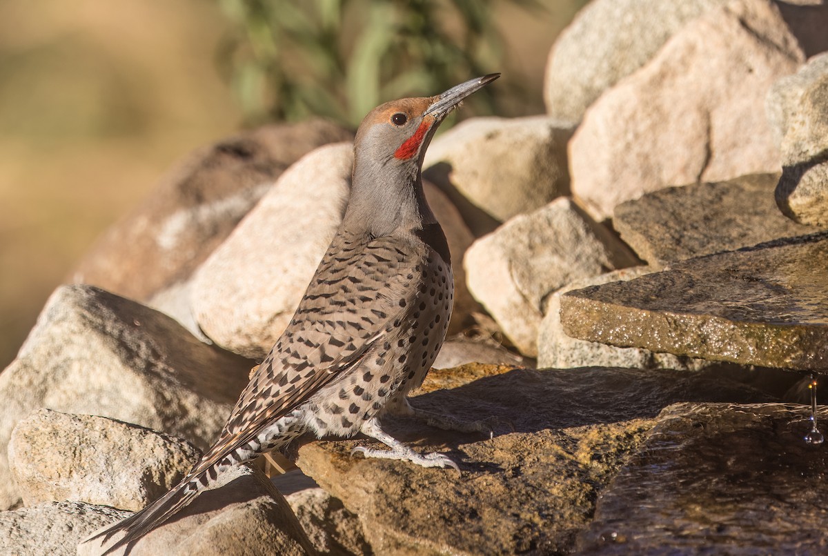 Carpintero Escapulario - ML644774630