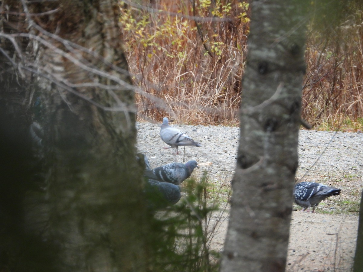 Paloma Bravía (variedad doméstica) - ML644774631