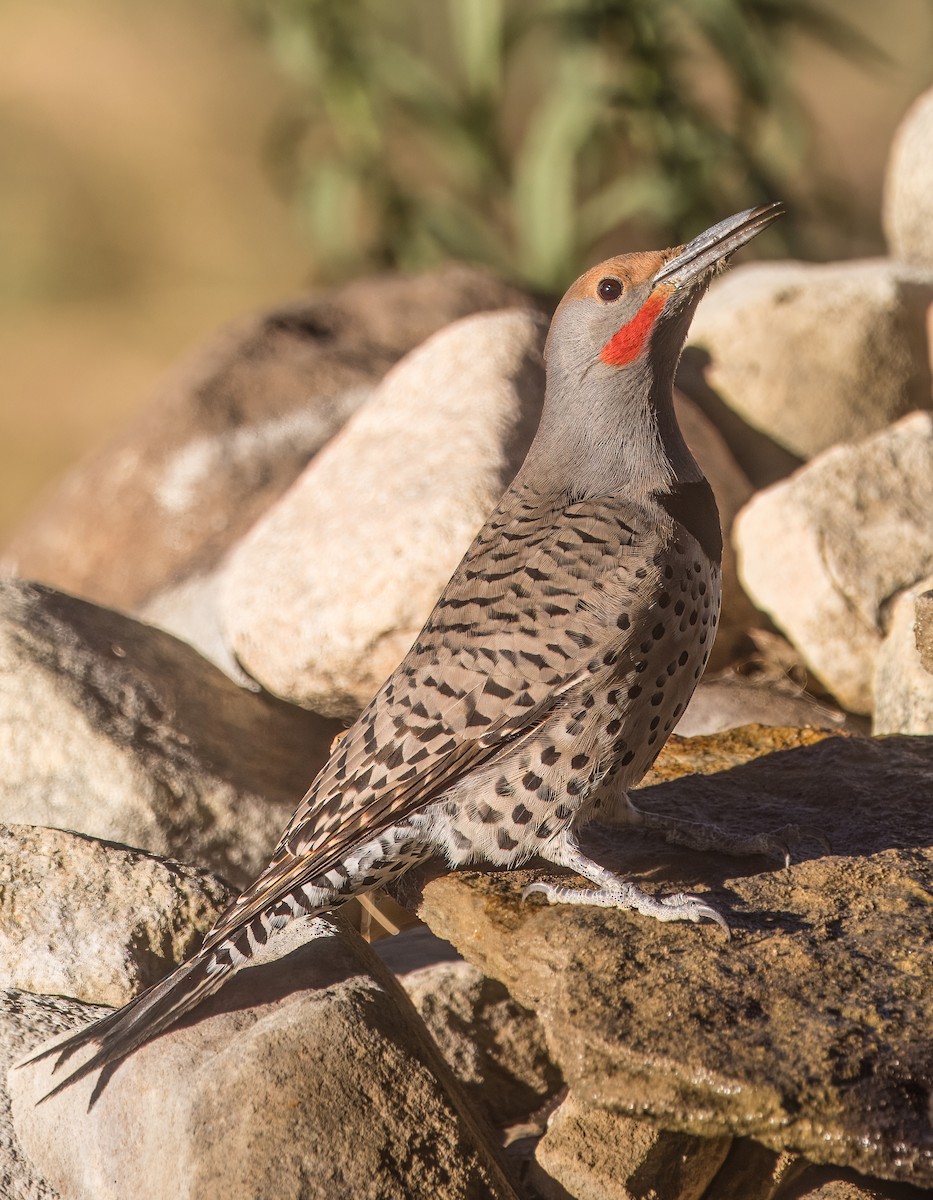 Carpintero Escapulario - ML644774632