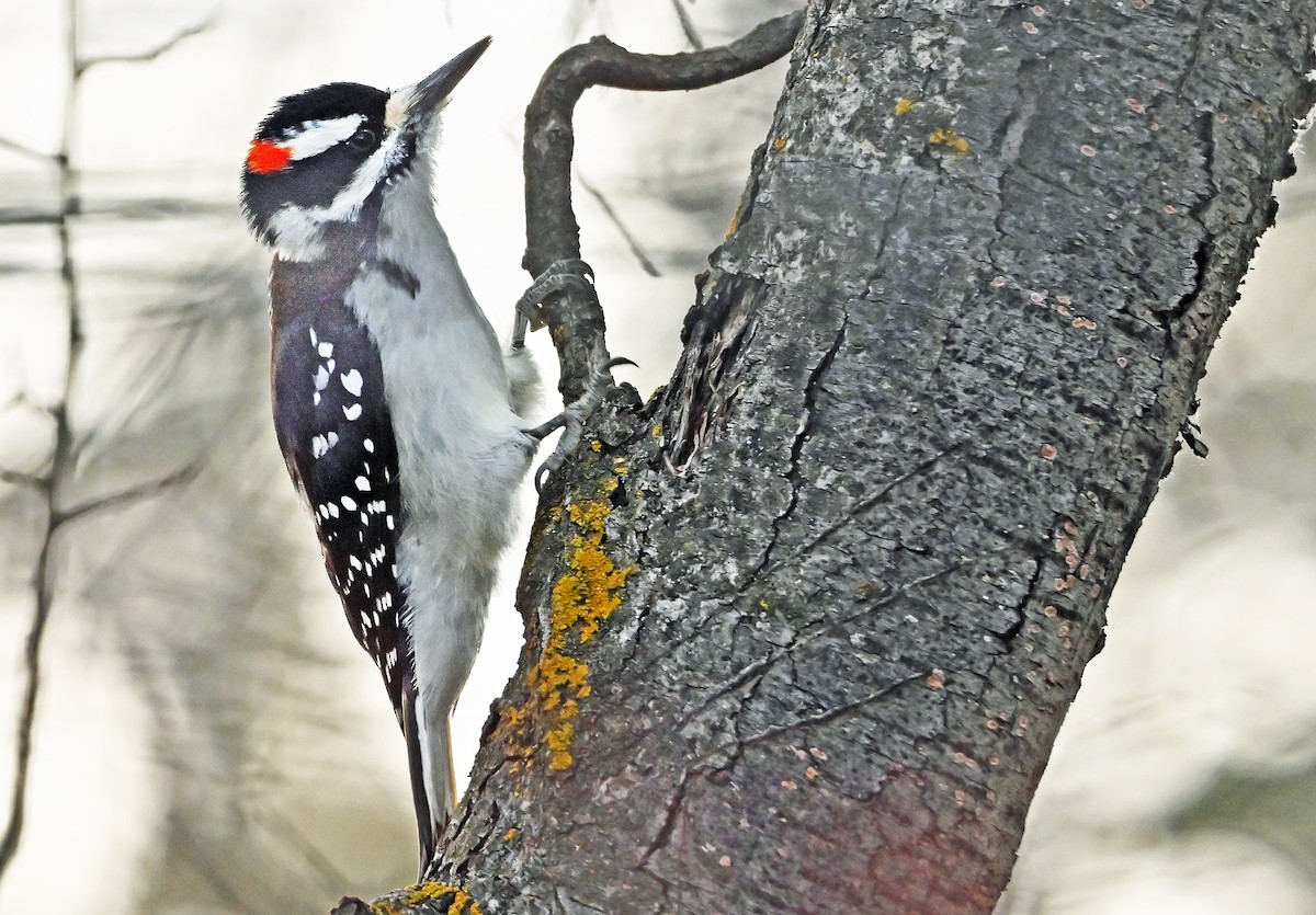 Pico Velloso - ML644774633