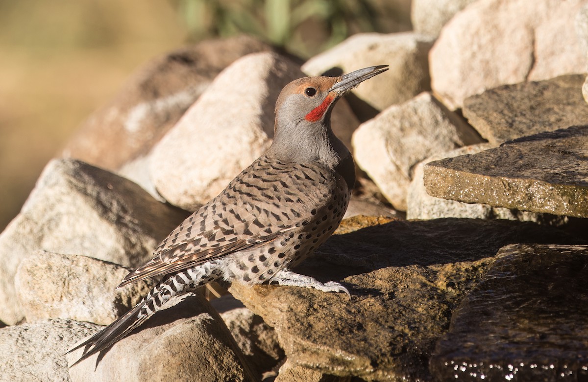 Carpintero Escapulario - ML644774634