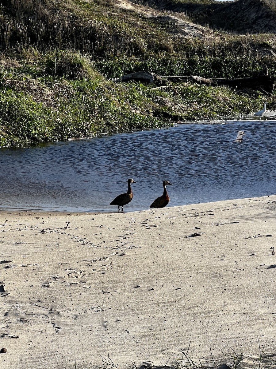 Ánade Gargantillo - ML644774635