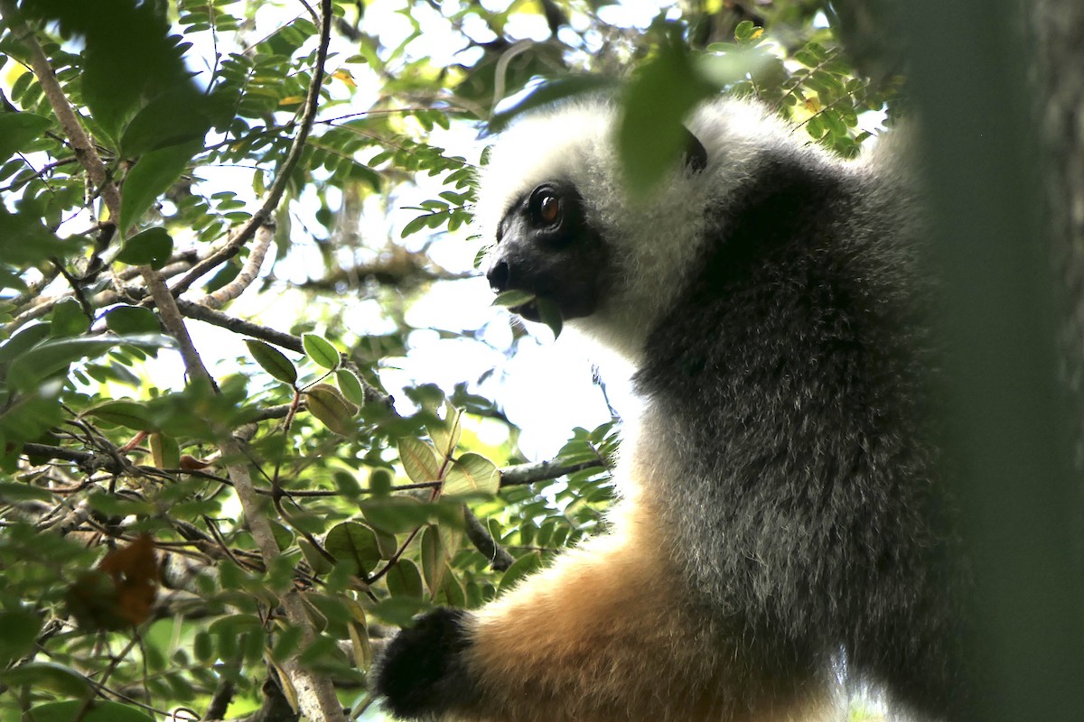 Diademed Sifaka - ML644774636