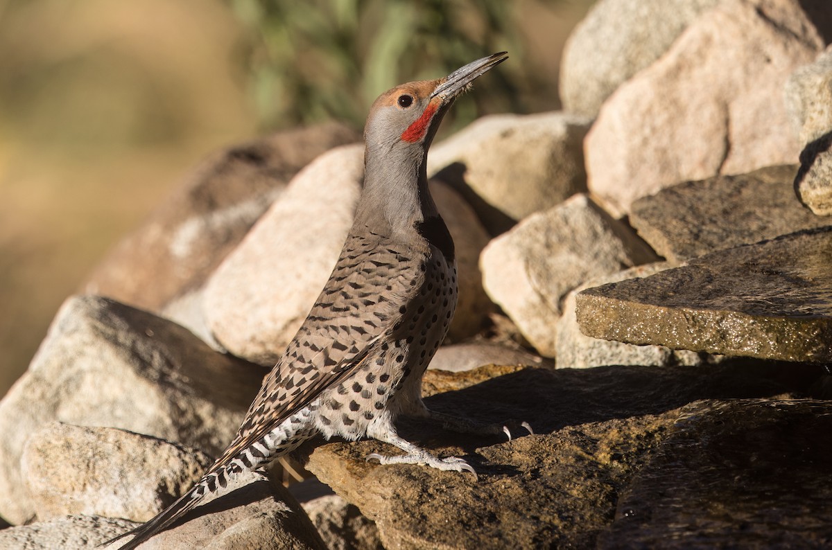 Carpintero Escapulario - ML644774638