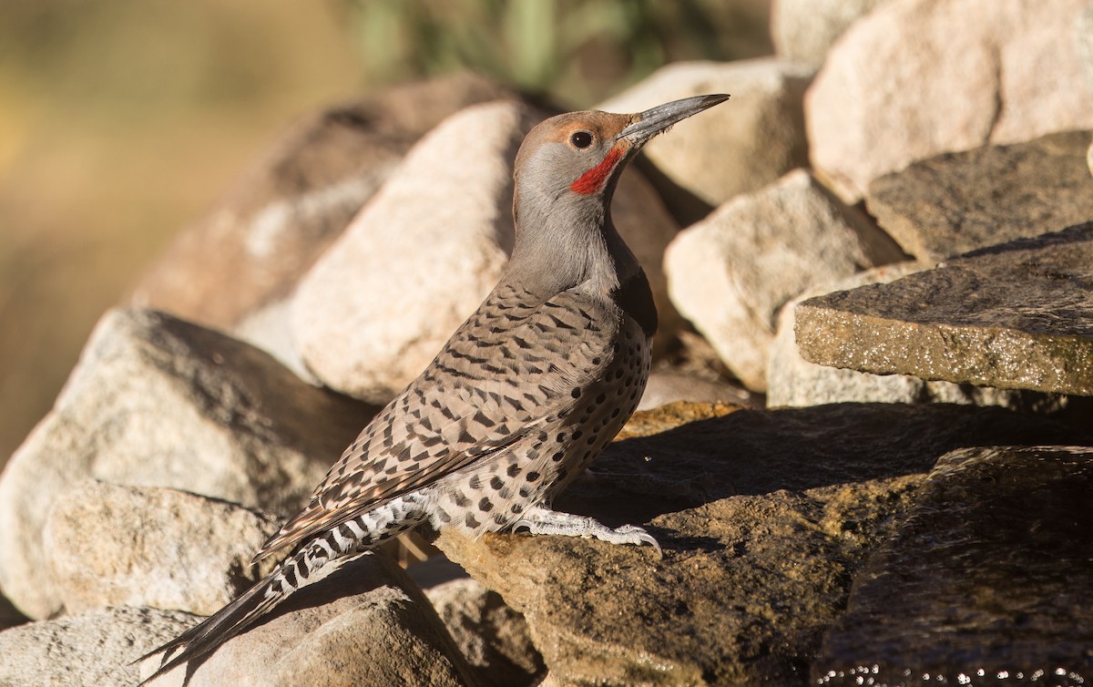 Carpintero Escapulario - ML644774639