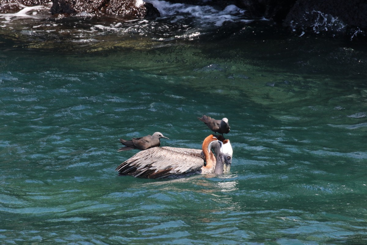 Tiñosa Boba - ML644774640