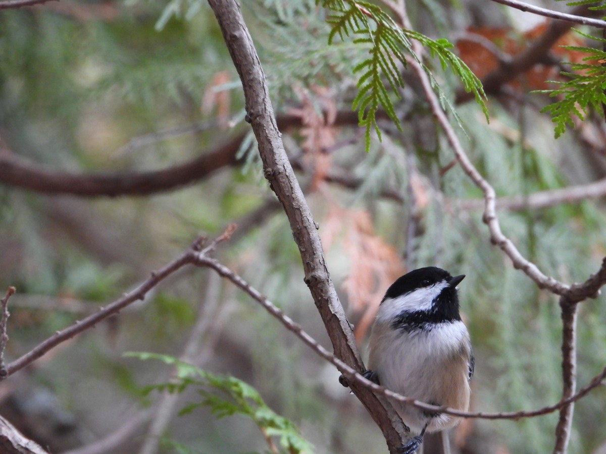 Carbonero Cabecinegro - ML644774641