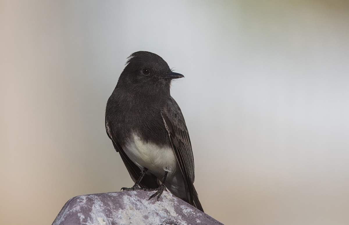 Mosquero Negro - ML644774642