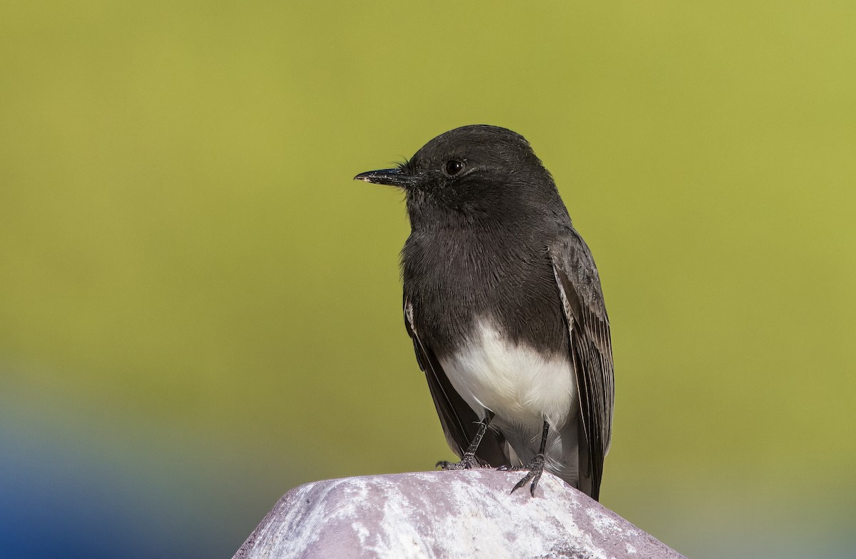 Mosquero Negro - ML644774643