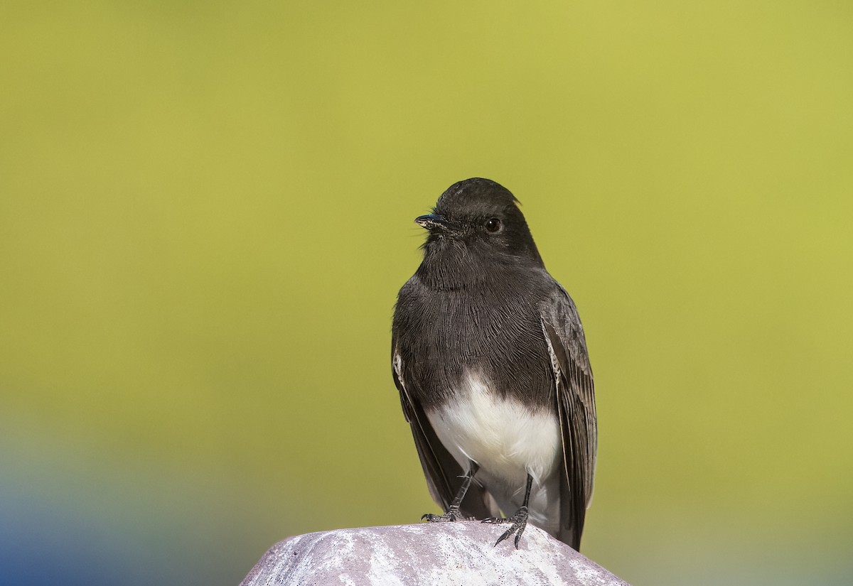 Mosquero Negro - ML644774644