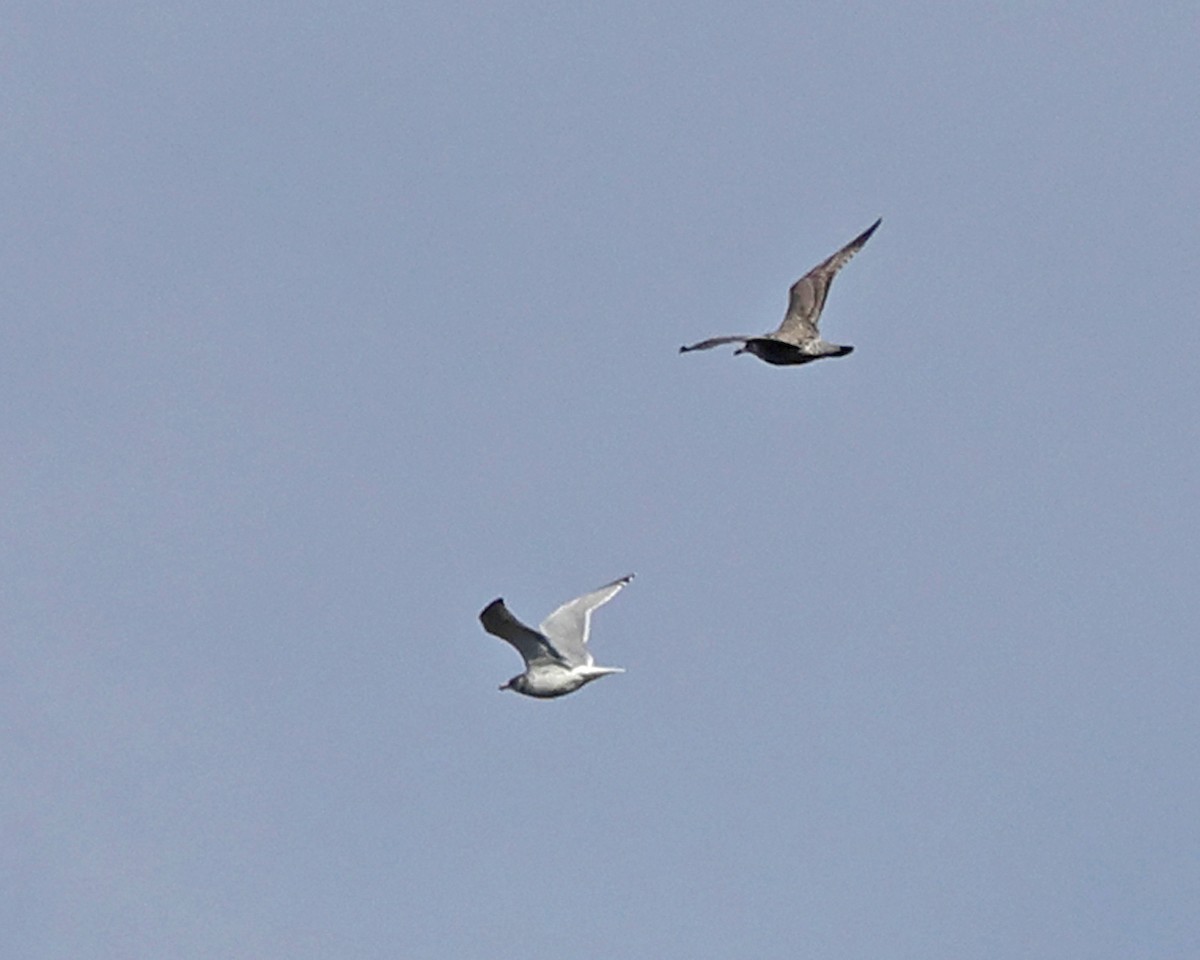 Gaviota de Delaware - ML644774646