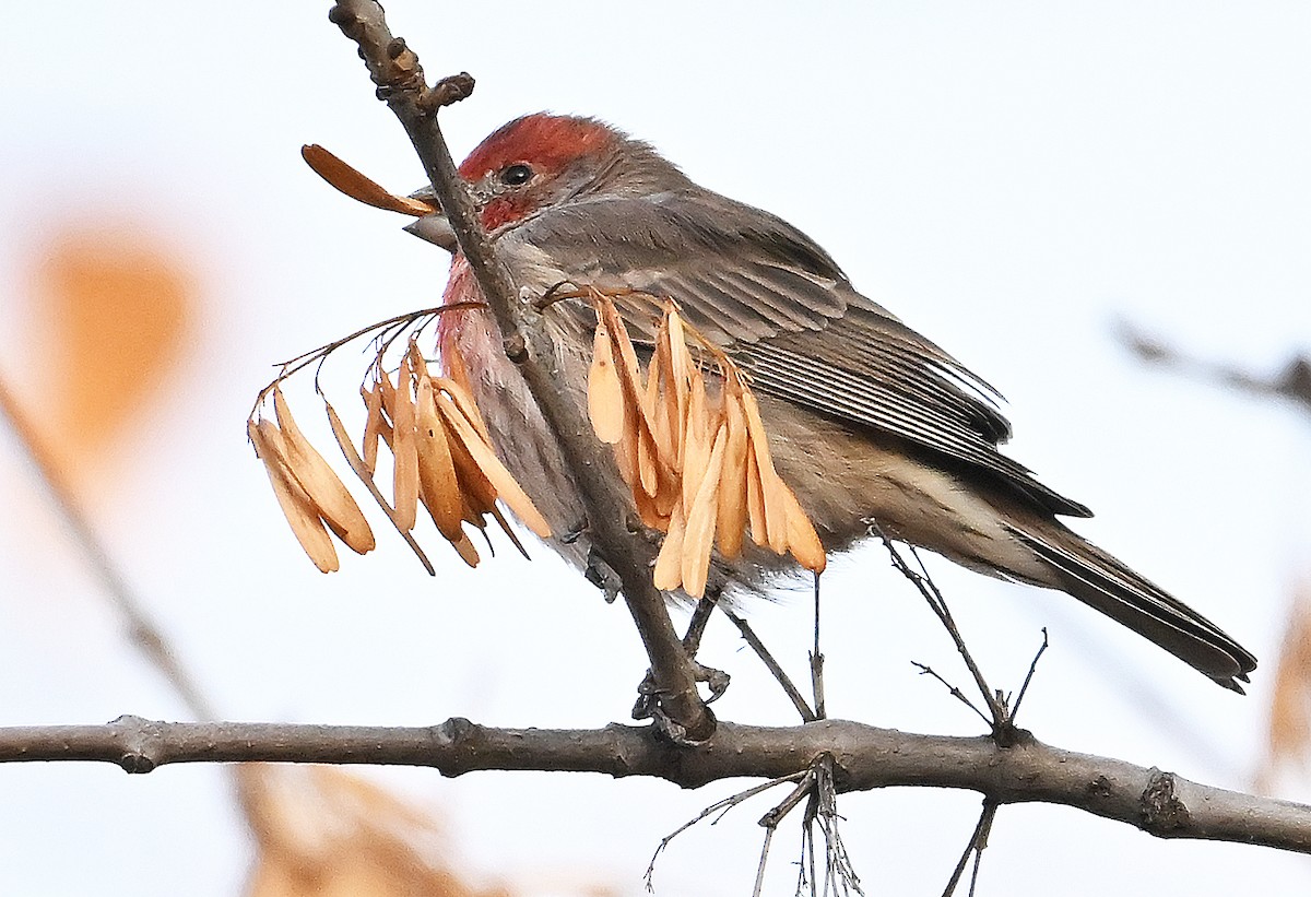 Camachuelo Mexicano - ML644774647
