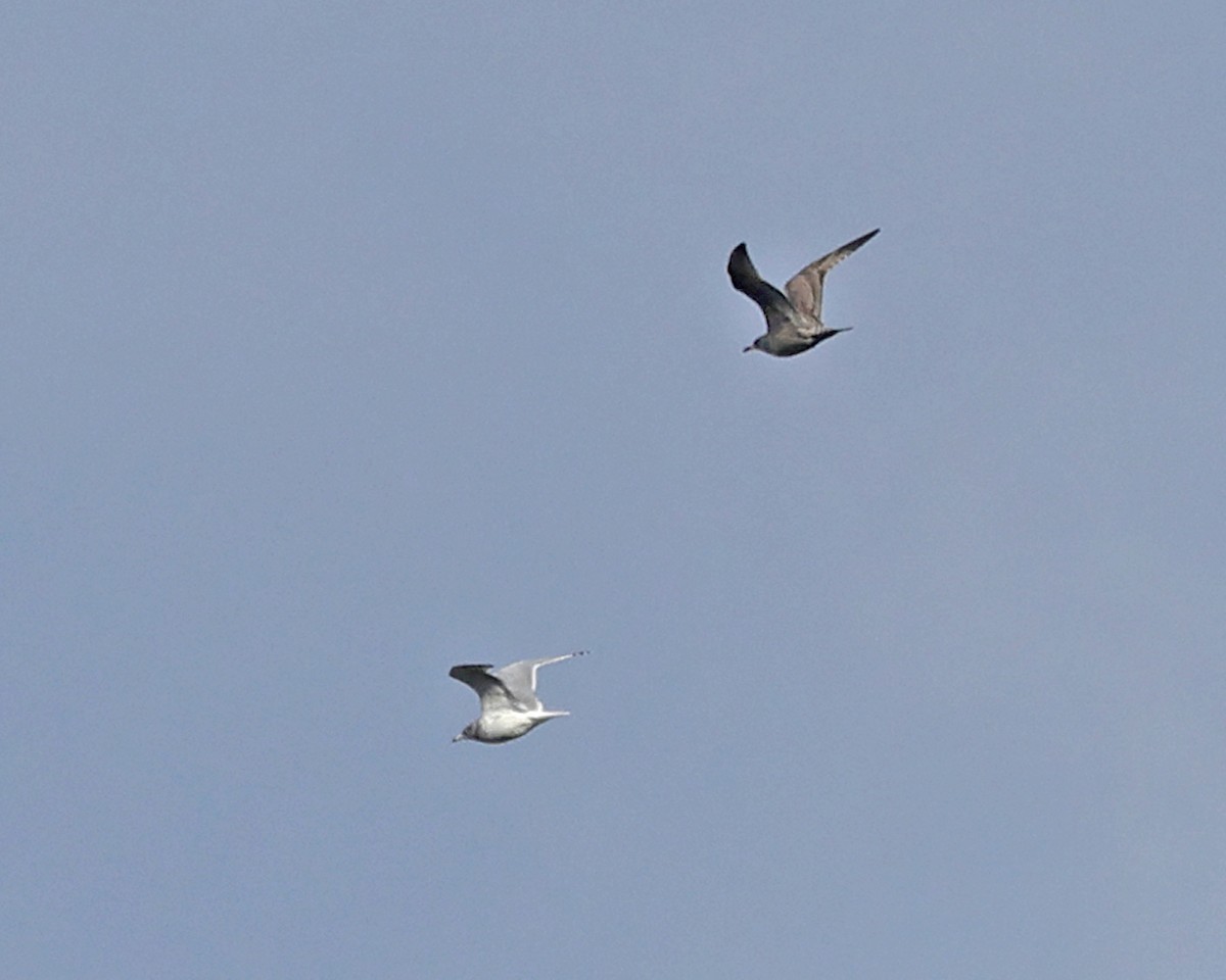 Gaviota de Delaware - ML644774649