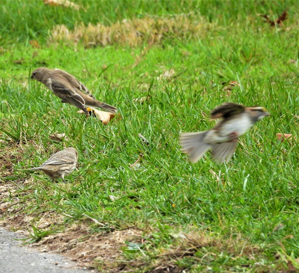 Chingolo Gorjiblanco - ML644774652