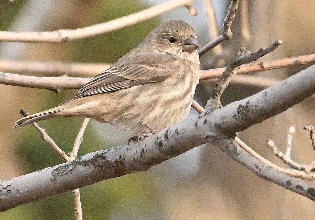 Camachuelo Mexicano - ML644774654