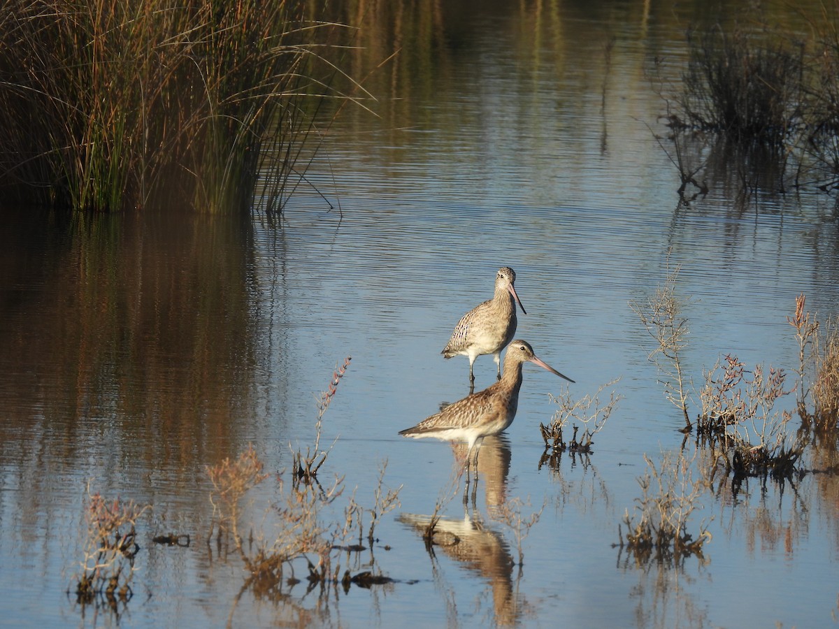 Aguja Colipinta - ML644774656