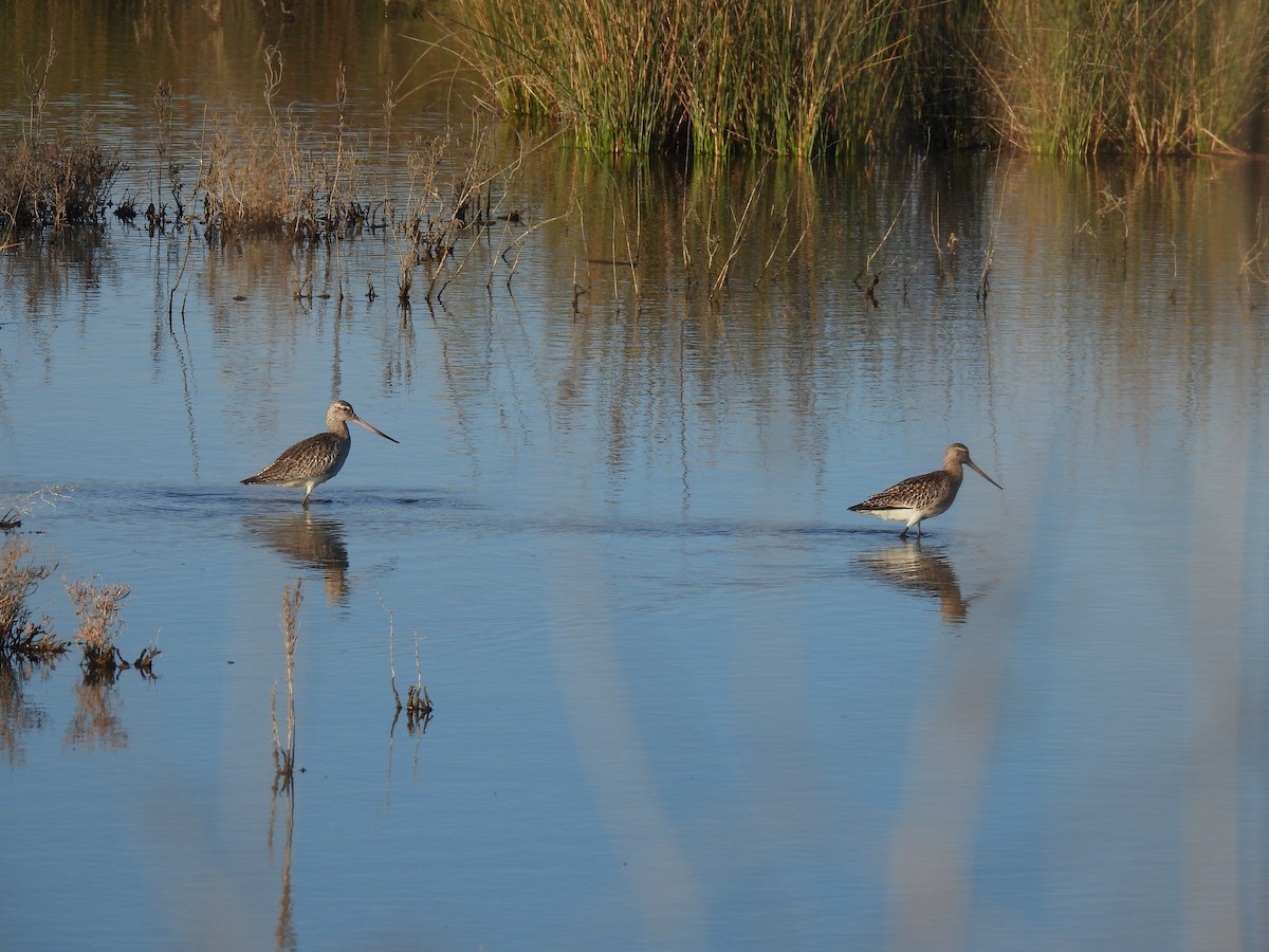 Aguja Colipinta - ML644774658