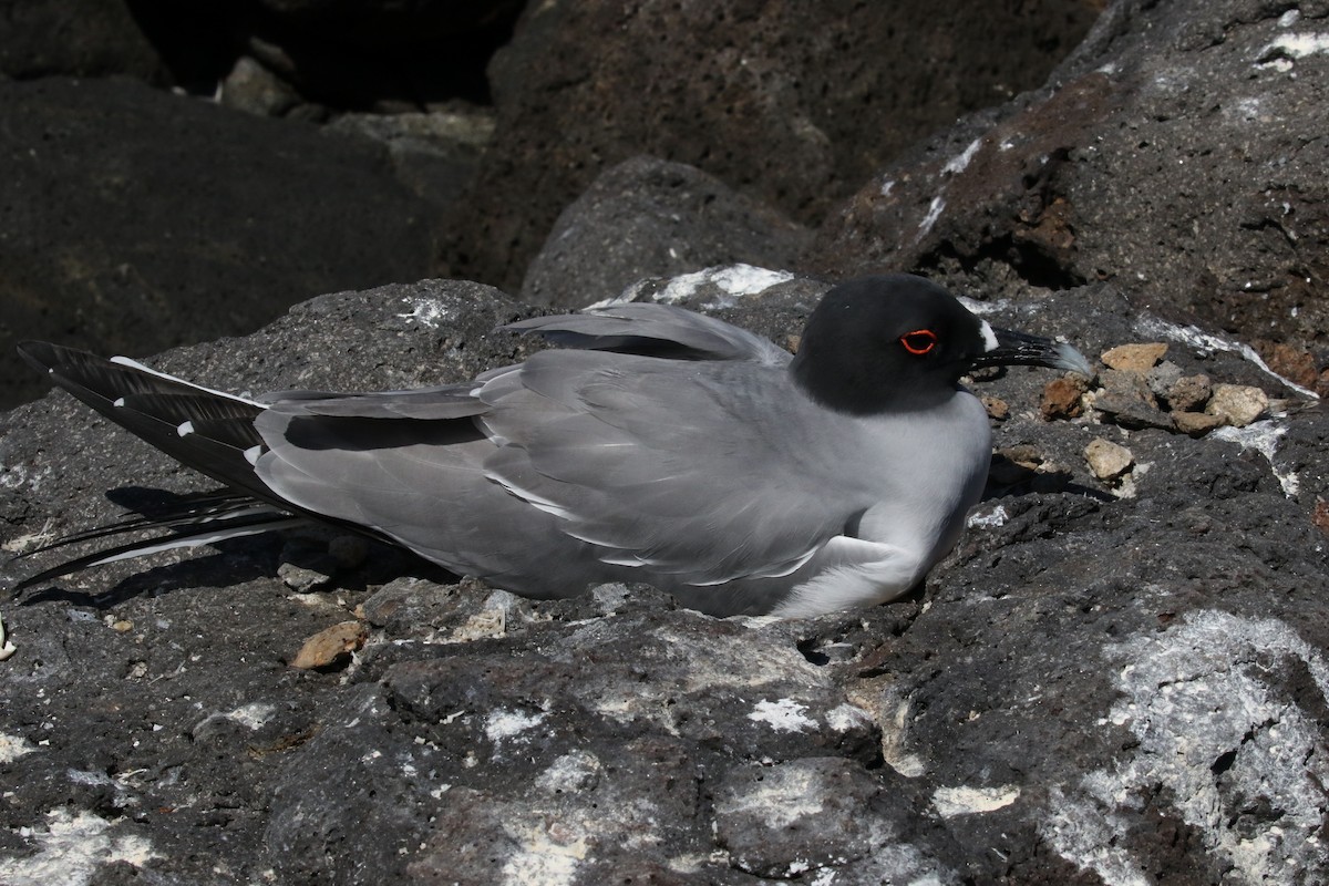 Gaviota Tijereta - ML644774660