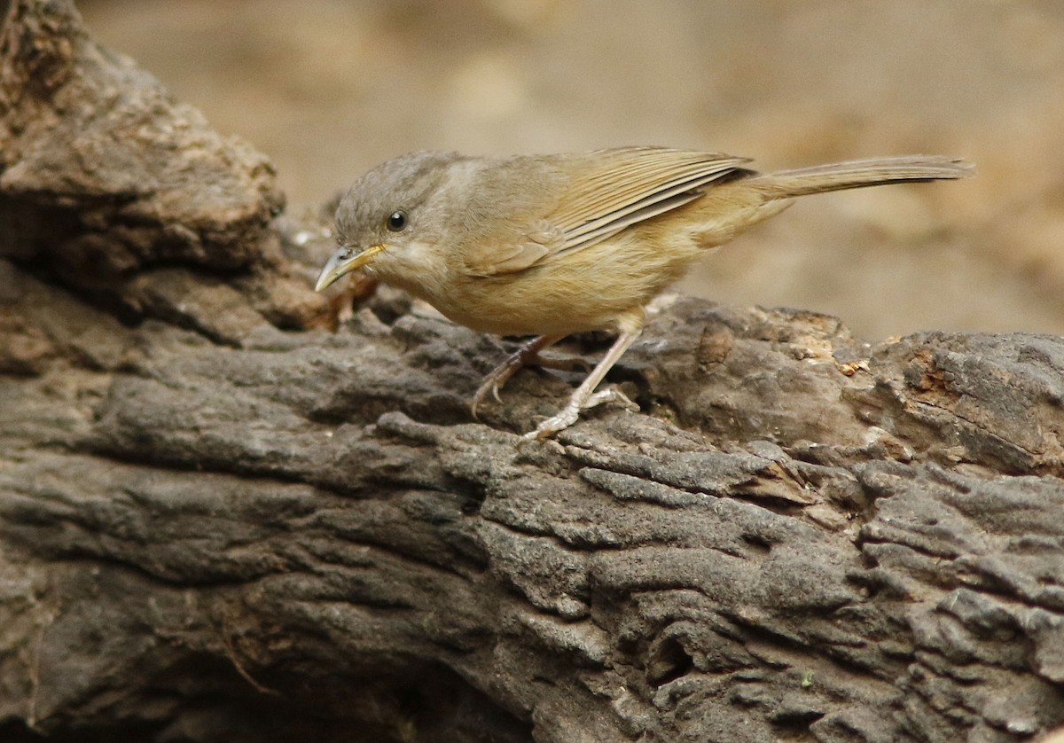 Fulveta Cariparda - ML644774666