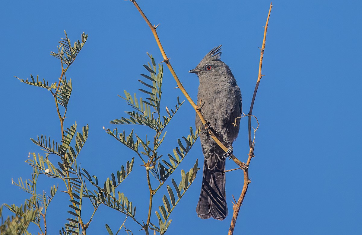 Phainopepla - ML644774668