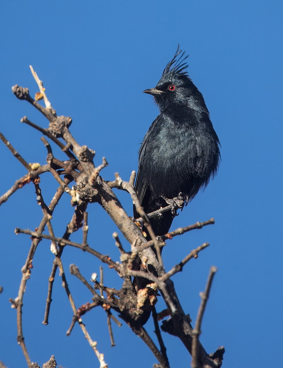Capulinero Negro - ML644774670