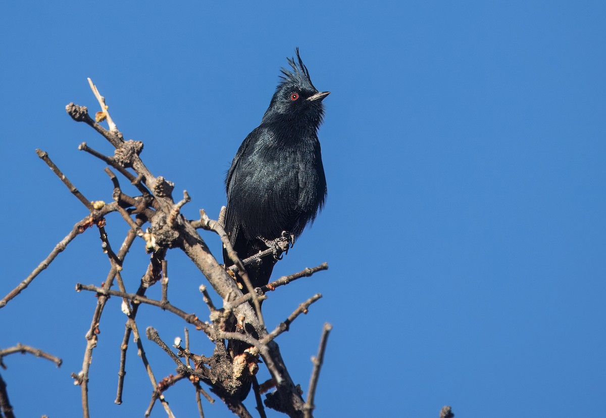 Phainopepla - ML644774671