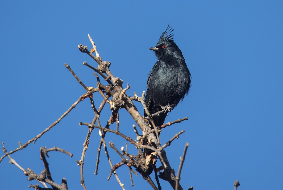 Phainopepla - ML644774672