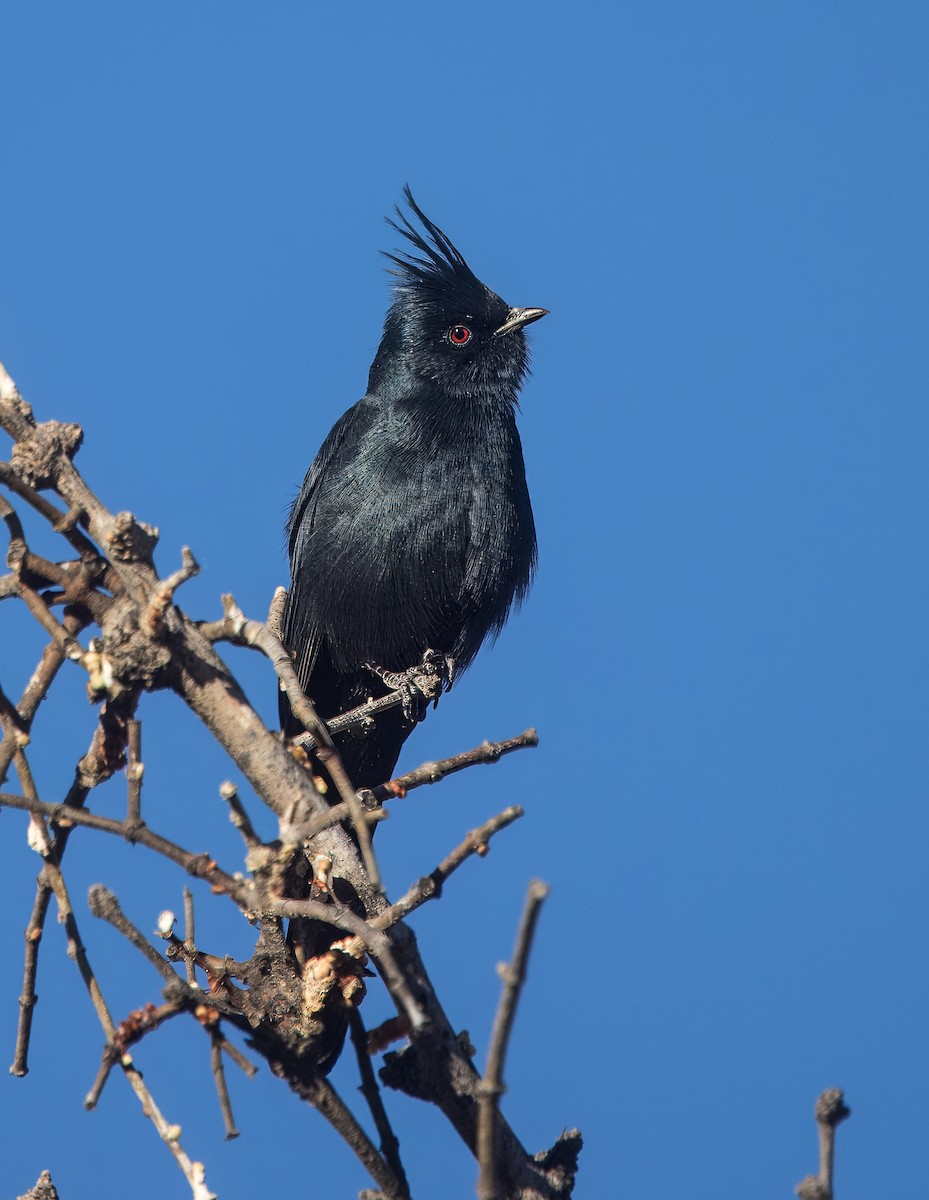 Phainopepla - ML644774673