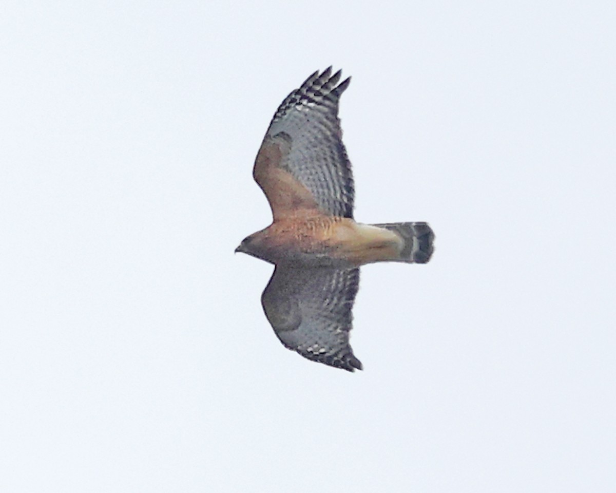 Red-shouldered Hawk - ML644774674