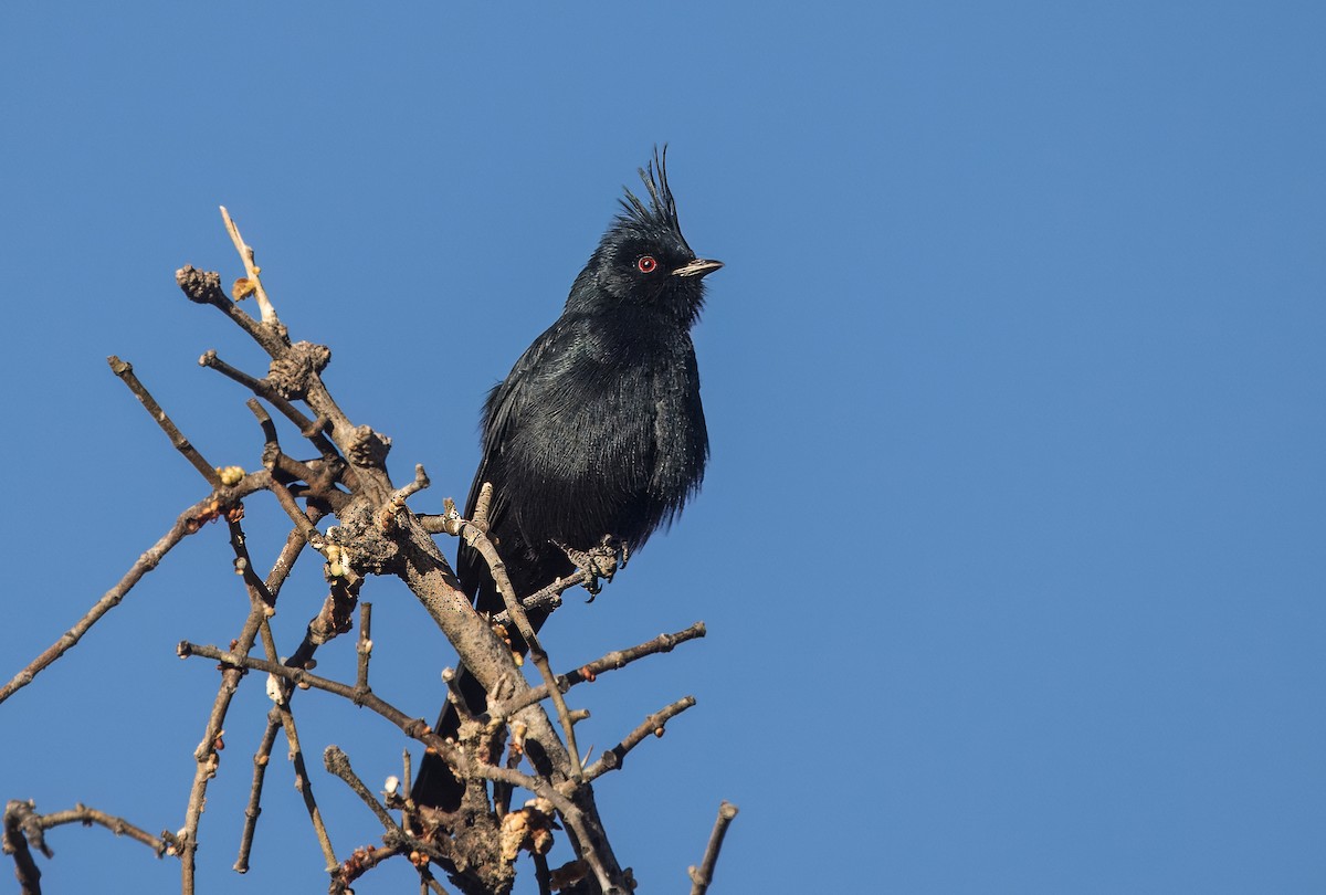 Phainopepla - ML644774675