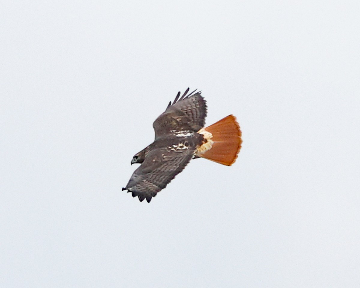 Poiana codarossa - ML644774679