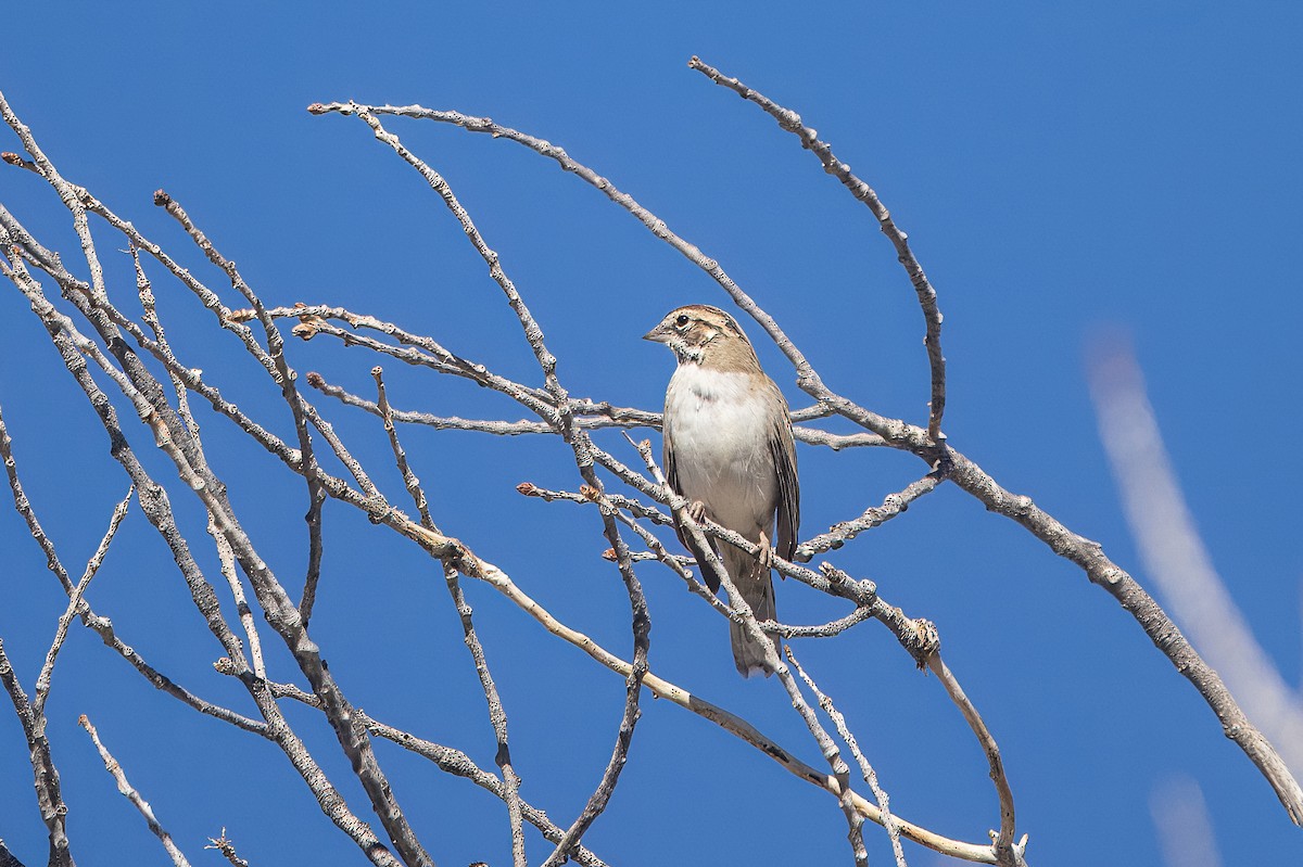 Lark Sparrow - ML644774680