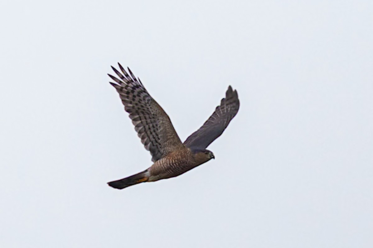 Cooper's Hawk - ML644774682