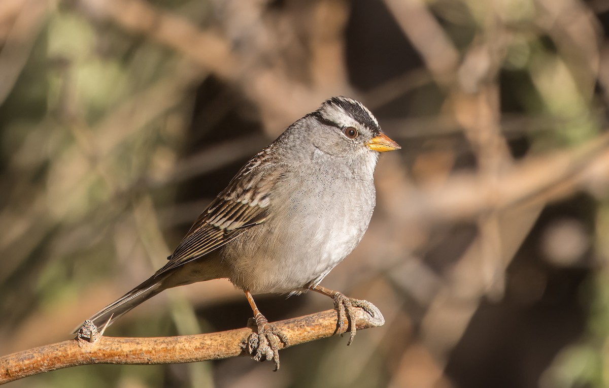 White-crowned Sparrow - ML644774685