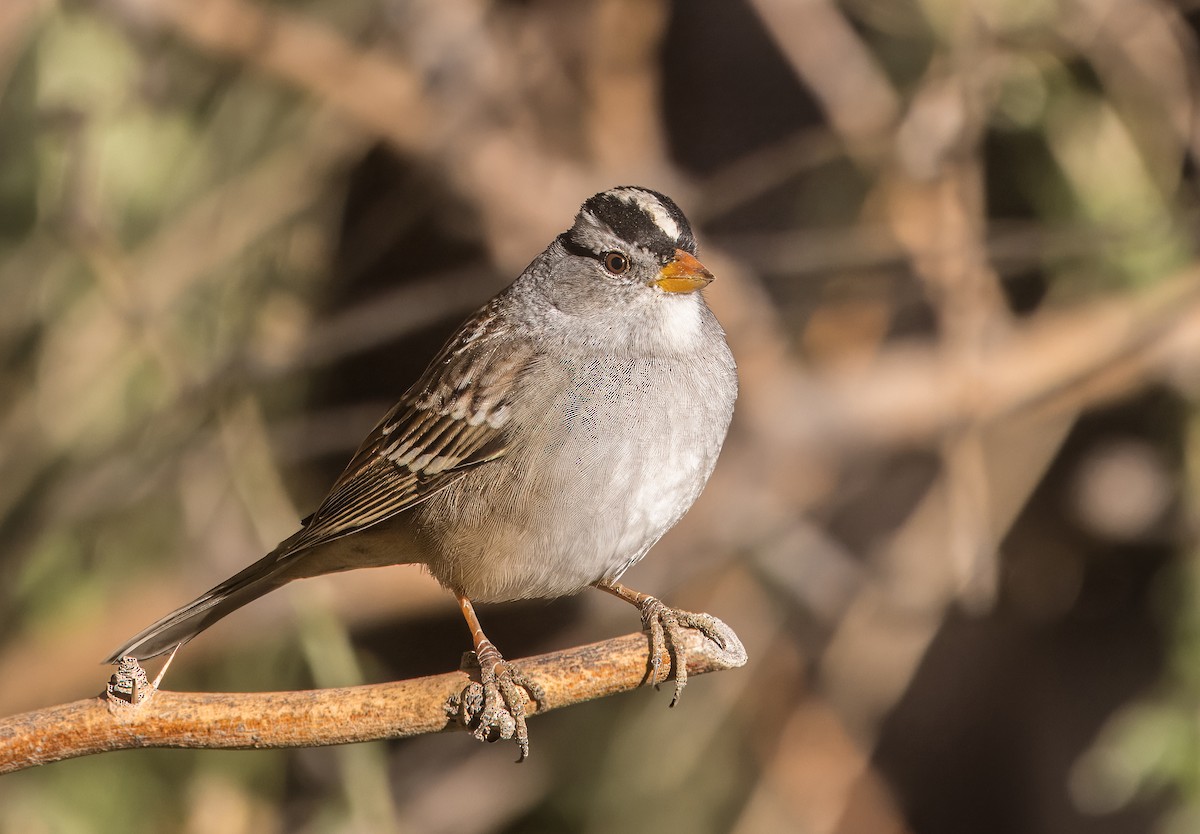 White-crowned Sparrow - ML644774687