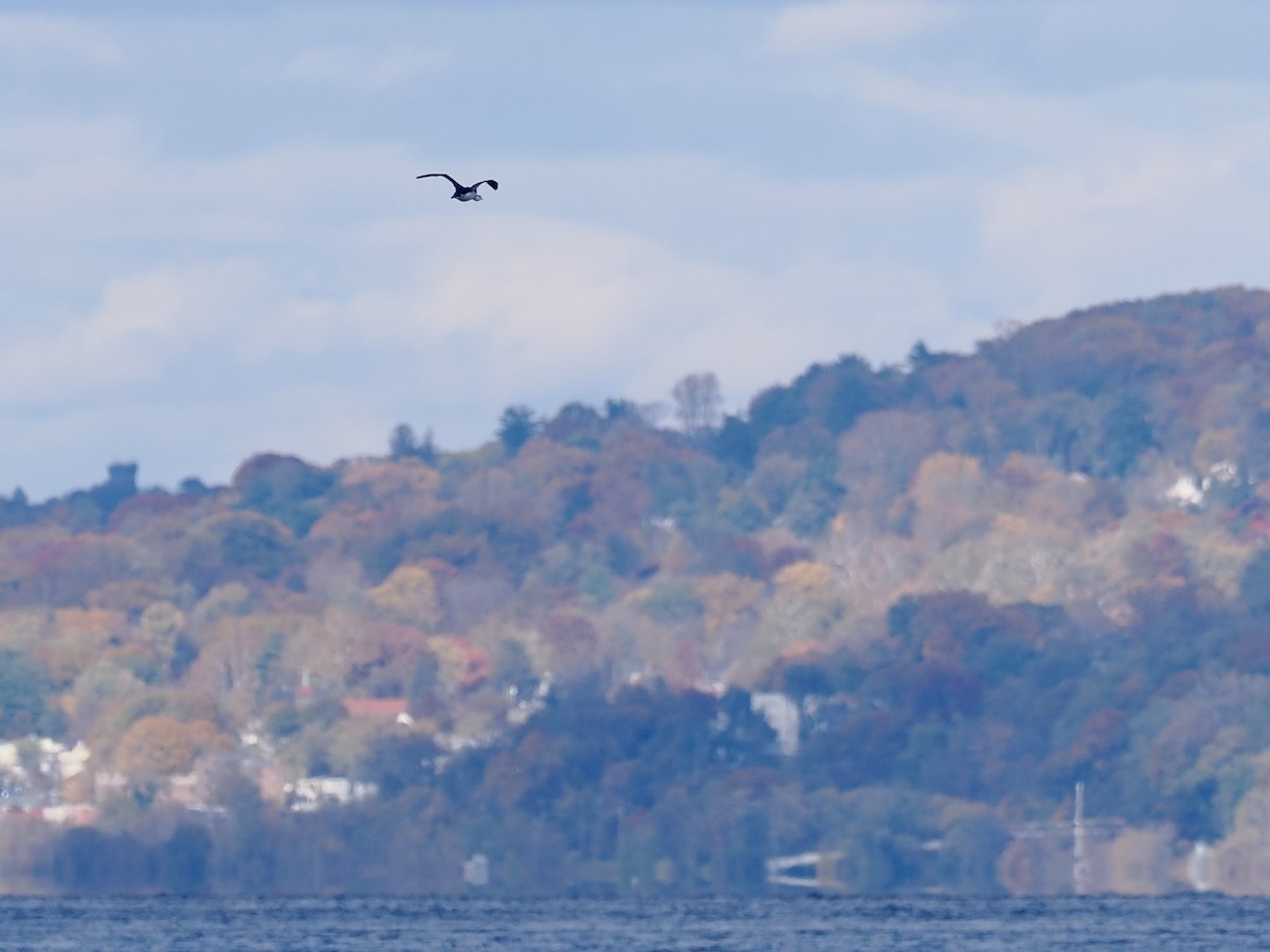 Strolaga minore - ML644774688