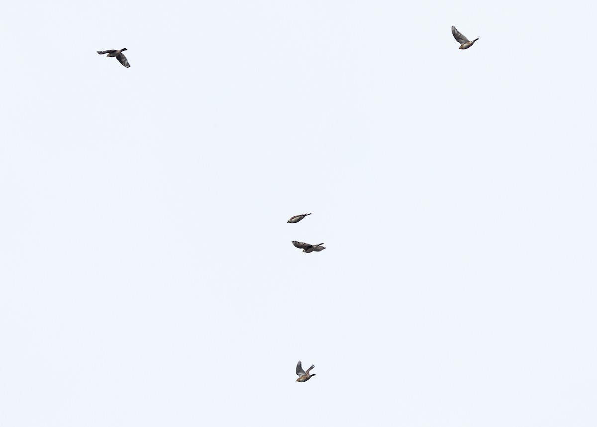 Allodola golagialla - ML644774689