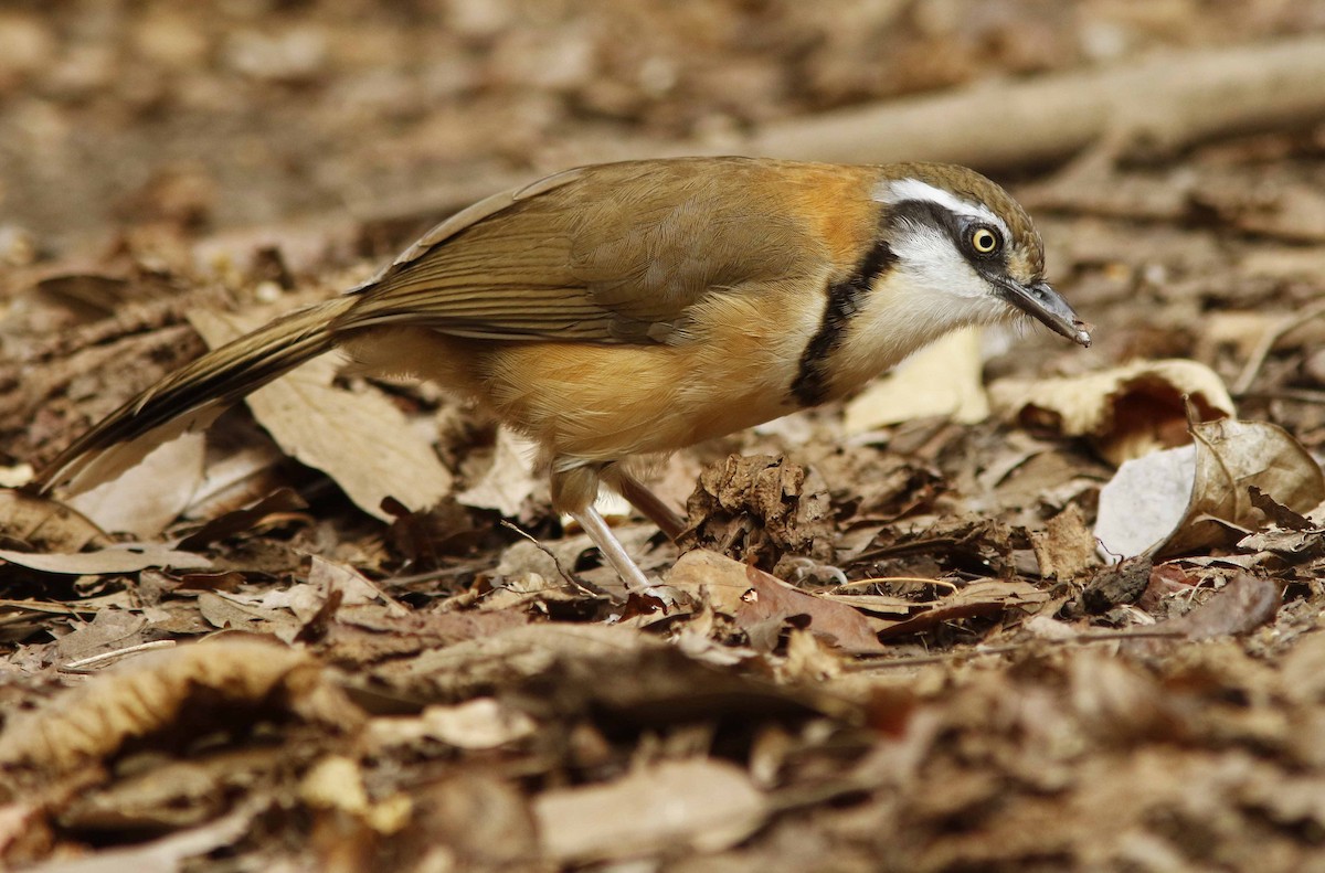Lesser Necklaced Laughingthrush - ML644774690
