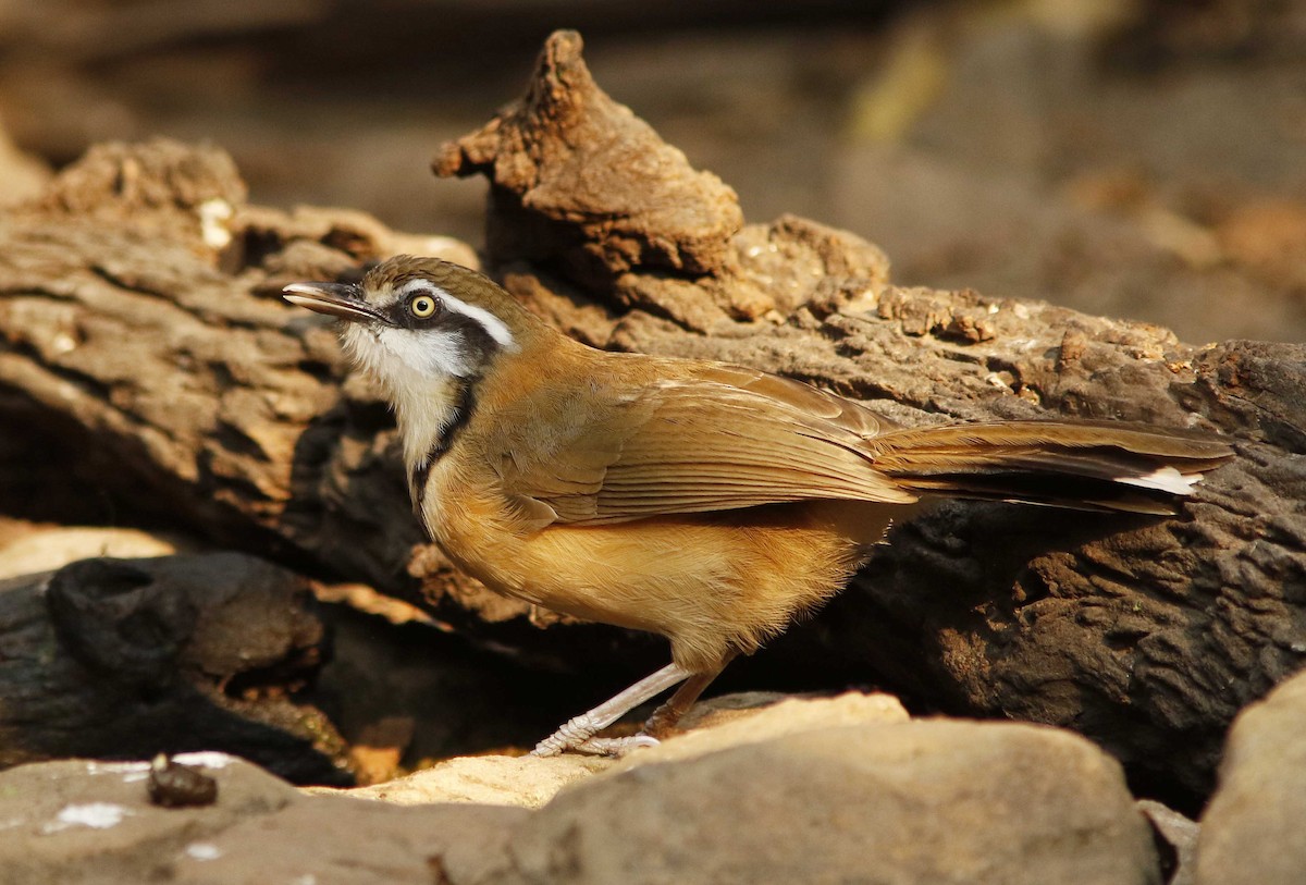 Lesser Necklaced Laughingthrush - ML644774691
