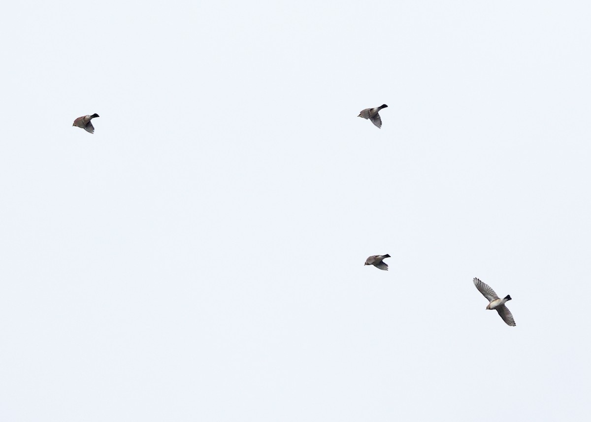 Allodola golagialla - ML644774692