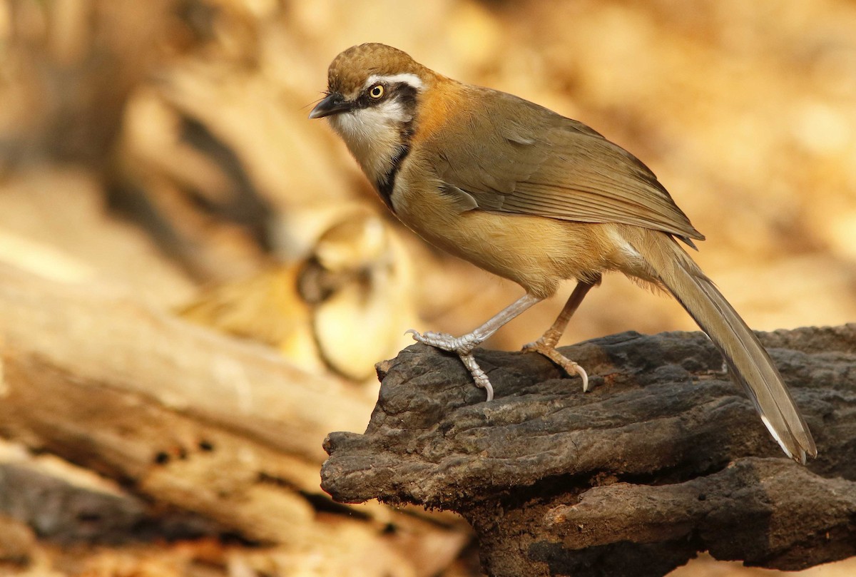 Lesser Necklaced Laughingthrush - ML644774693