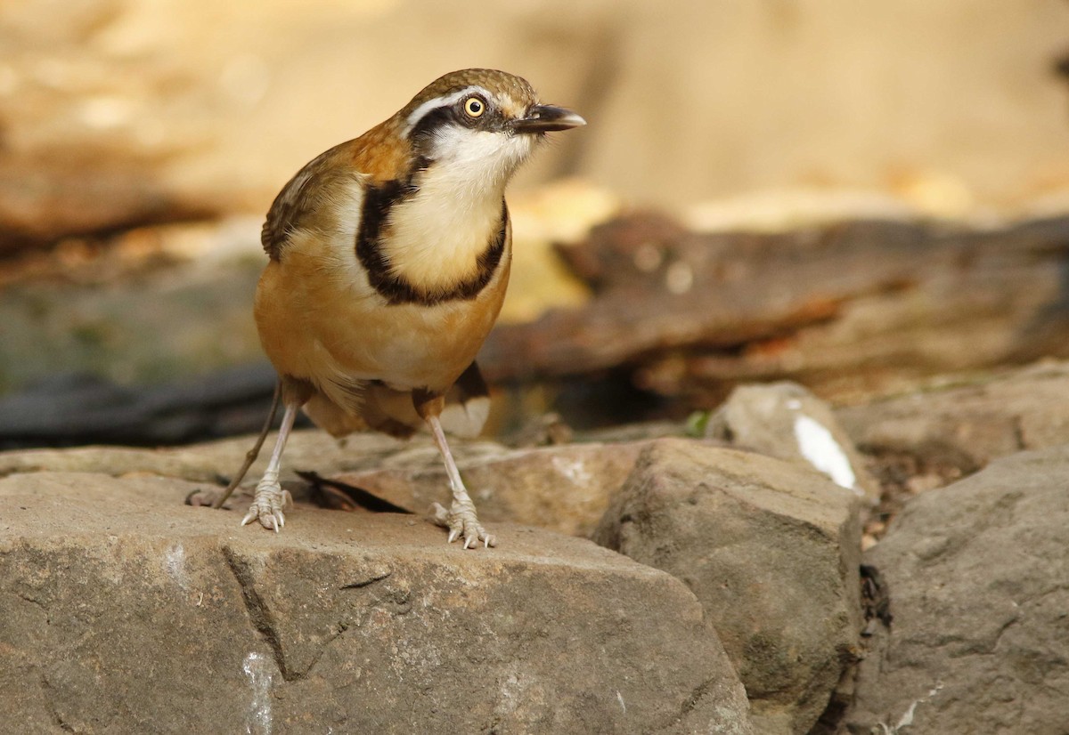 Lesser Necklaced Laughingthrush - ML644774694