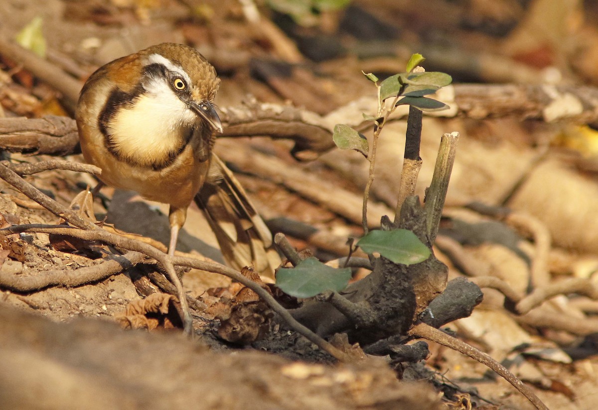 Lesser Necklaced Laughingthrush - ML644774695