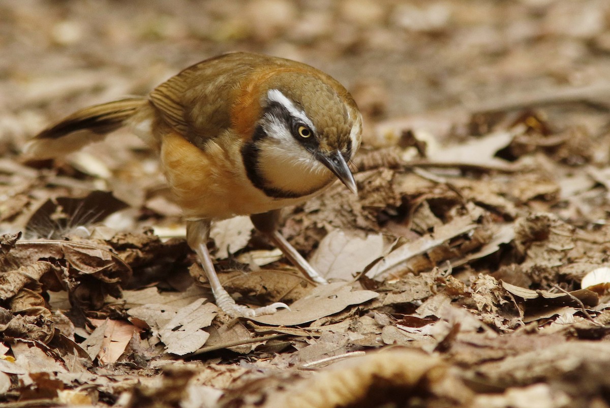 Lesser Necklaced Laughingthrush - ML644774696