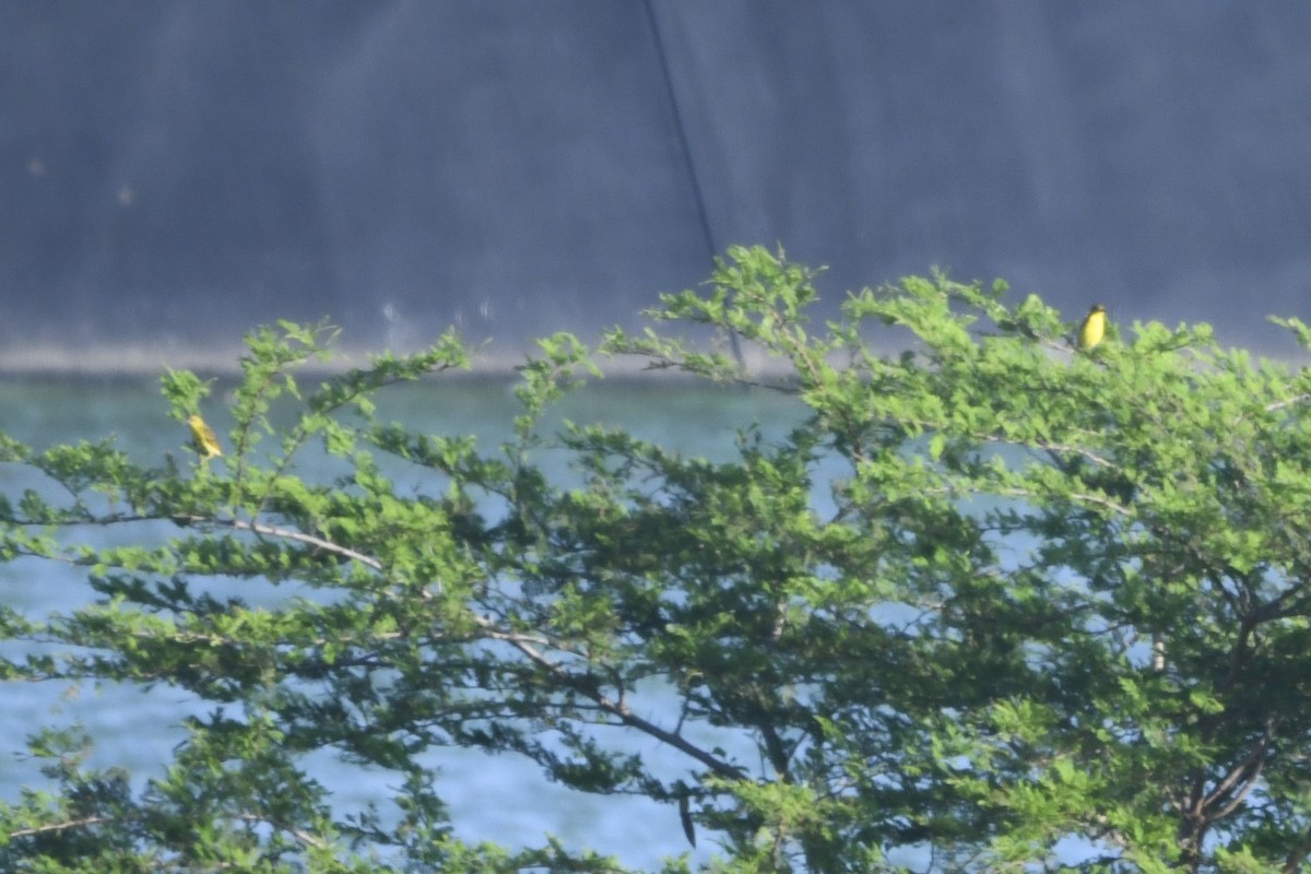 Northern/Mangrove Yellow Warbler - ML644774699