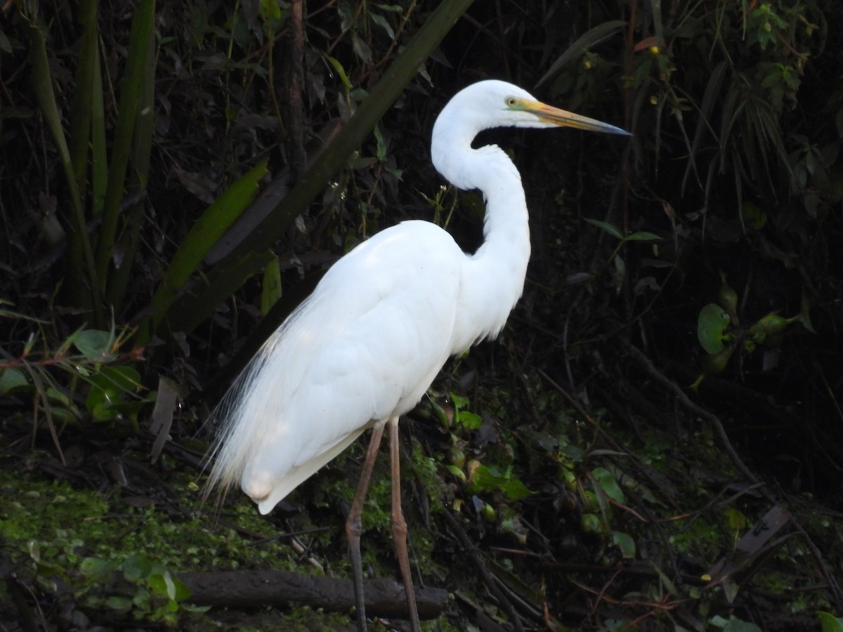 Great Egret (modesta) - ML644774700