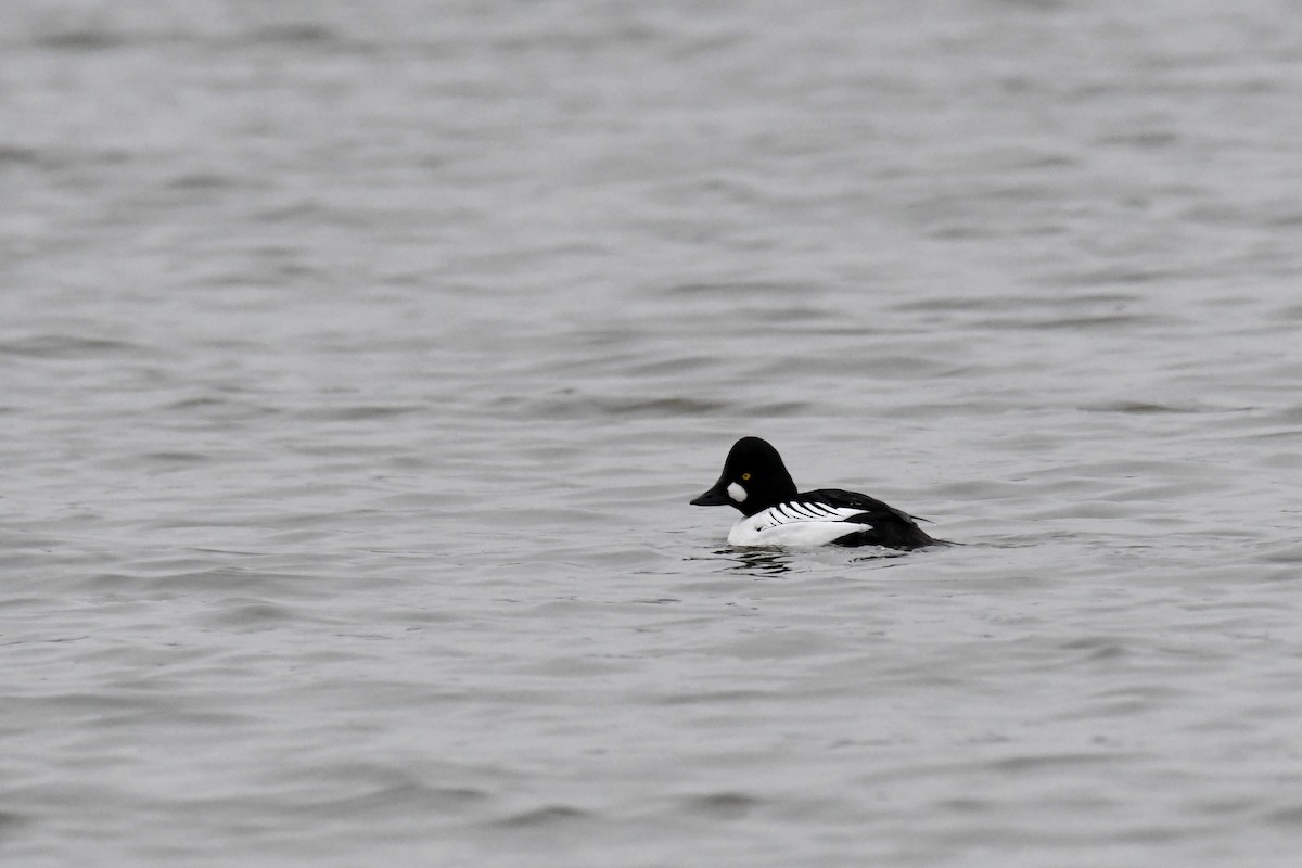 Quattrocchi - ML644774701