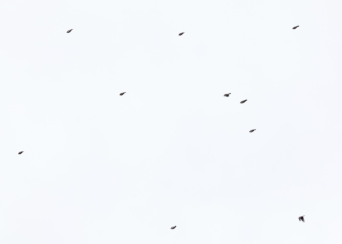 Allodola golagialla - ML644774702